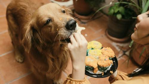 Golden Retriever, der von einer Person, die einen Teller mit bunten Cupcakes hält, mit einem Leckerli gefüttert wird, mit Pflanzen im Hintergrund.