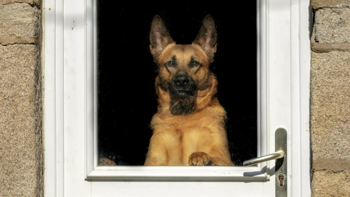 Ein Deutscher Schäferhund steht hinter einer Glastür, schaut aufmerksam nach draußen und hat seine Pfoten auf dem Türrahmen abgestellt.