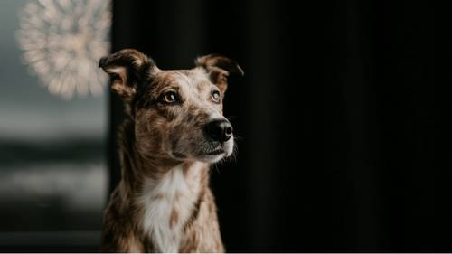 Ein braun-weißer Hund mit aufgestellten Ohren schaut aufmerksam zur Seite, vor einem dunklen Hintergrund mit verschwommenen Lichtern.