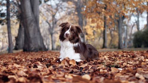 Ein braun-weißer Hund liegt auf herabgefallenen Herbstblättern in einem Park, umgeben von Bäumen mit goldenem Laub.