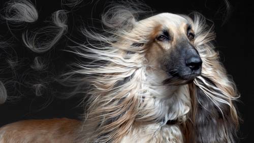 Afghanischer Windhund mit langem, seidigem Fell, das vor einem dunklen Hintergrund dramatisch im Wind weht.