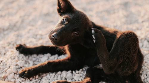 Ein brauner Welpe kratzt sich mit seinem Hinterbein am Ohr, während er auf Kies liegt und neugierig in die Kamera schaut.