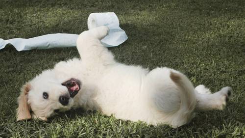 Verspielter Welpe auf Gras, rollt mit einer zerrissenen Papierrolle herum und schaut mit freudigem Ausdruck nach oben.