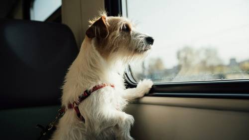 Ein kleiner Hund mit braun-weißem Fell schaut aus einem Zugfenster, steht auf den Hinterbeinen, die Vorderpfoten auf der Fensterbank, und trägt ein rotes Geschirr.