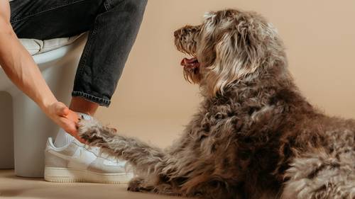Ein flauschiger Hund streckt seine Pfote zu einer Person aus, die auf einem Stuhl sitzt, schwarze Jeans und weiße Turnschuhe trägt, vor einem beigen Hintergrund.