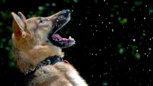 Ein Deutscher Schäferhund fängt spielerisch Wassertropfen in der Luft vor einem dunklen Hintergrund.