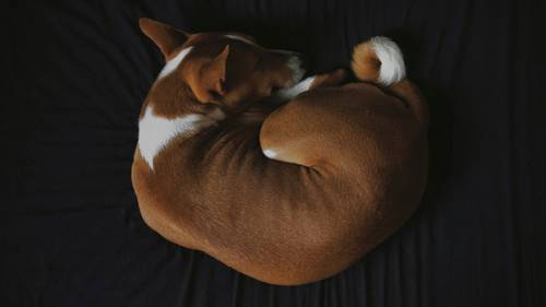 Ein braun-weißer Hund liegt zusammengerollt auf einer dunklen Oberfläche und schläft, wobei sein Körper eine kreisförmige Form bildet.