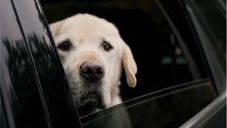 Ein Labrador Retriever schaut mit unruhigem Gesichtsausdruck aus einem leicht geöffneten Autofenster.