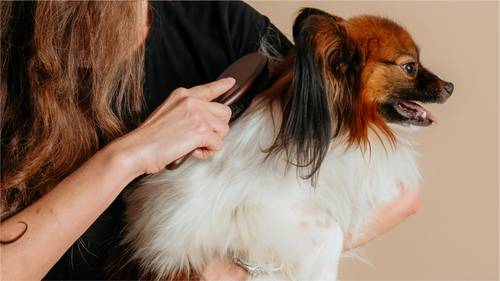 Person, die einen kleinen Hund mit langen Ohren und flauschigem Fell vor einem neutralen Hintergrund bürstet.