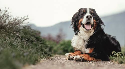 Ein Berner Sennenhund liegt auf einem Weg, umgeben von Grün, mit Bergen im Hintergrund, und sieht zufrieden und wachsam aus.