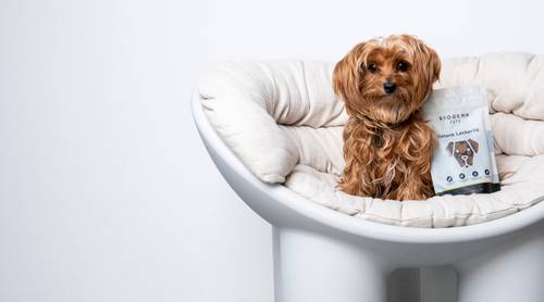 Ein kleiner, flauschiger Hund sitzt auf einem weißen, modernen Stuhl neben einer Packung Hundeleckerlis vor einem schlichten weißen Hintergrund.