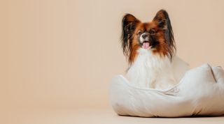 Papillon-Hund sitzt auf einem flauschigen weißen Bett vor einem beigen Hintergrund und schaut mit heraushängender Zunge nach vorne.