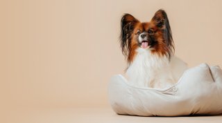 Papillon-Hund sitzt auf einem flauschigen weißen Bett vor einem beigen Hintergrund und schaut mit heraushängender Zunge nach vorne.