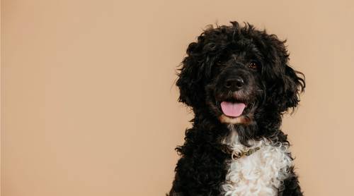 Flauschiger schwarz-weißer Hund mit lockigem Fell, der vor einem einfarbigen beigen Hintergrund sitzt und mit heraushängender Zunge nach vorne schaut.