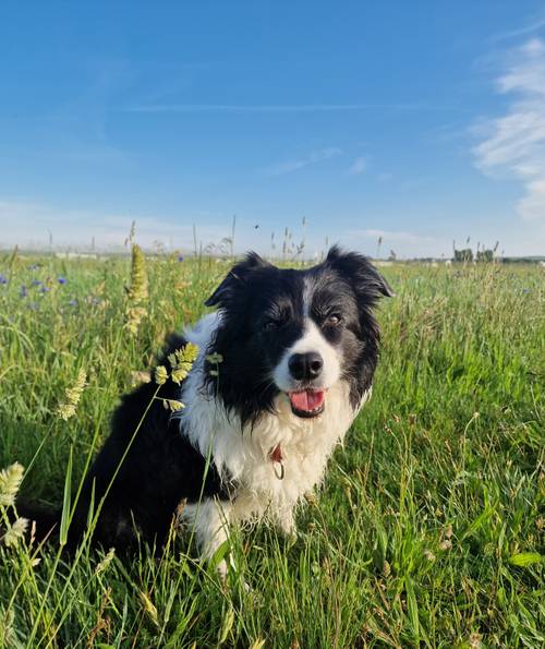 Ein schwarz-weißer Hund sitzt auf einer Wiese unter strahlend blauem Himmel und schaut mit heraushängender Zunge in die Kamera.