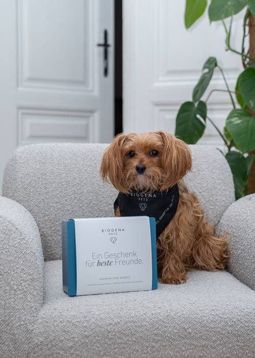 Ein flauschiger Hund mit einem Halstuch sitzt auf einem weißen Sessel neben einer Schachtel mit deutschem Text, im Hintergrund eine Blattpflanze.