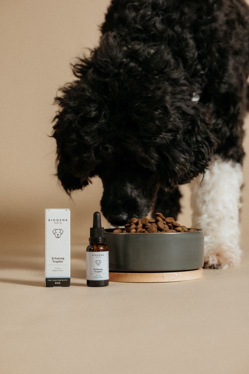 Ein schwarz-weißer Hund schnüffelt an einer Schüssel mit Trockenfutter neben einer Flasche und einer Schachtel Erholung Tropfen auf beigem Hintergrund.