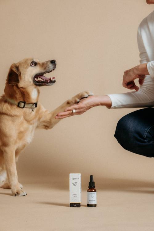 Ein Hund gibt einer Person die Pfote. In der Nähe stehen auf dem Boden vor einem beigen Hintergrund eine Flasche und eine Schachtel mit den Gelenk Tropfen.