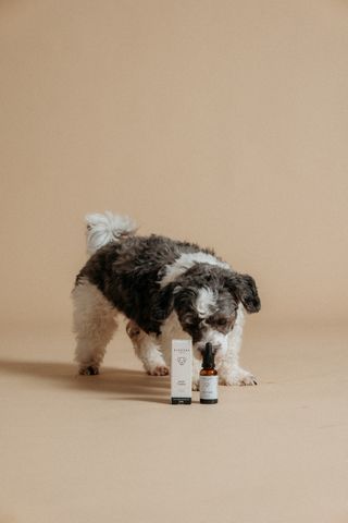 Junger, flauschiger schwarz-weißer Hund, der an einer Flasche und einer Schachtel Junior Tropfen vor einem beigen Hintergrund schnüffelt.