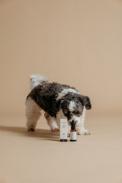 Junger, flauschiger schwarz-weißer Hund, der an einer Flasche und einer Schachtel Junior Tropfen vor einem beigen Hintergrund schnüffelt.