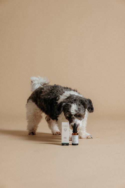 Junger, flauschiger schwarz-weißer Hund, der an einer Flasche und einer Schachtel Junior Tropfen vor einem beigen Hintergrund schnüffelt.