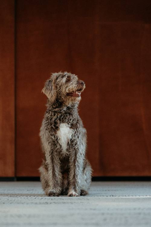 Ein Hund mit lockigem Fell und weißer Brust sitzt auf einer strukturierten Oberfläche und schaut vor einem warmen braunen Hintergrund zur Seite.