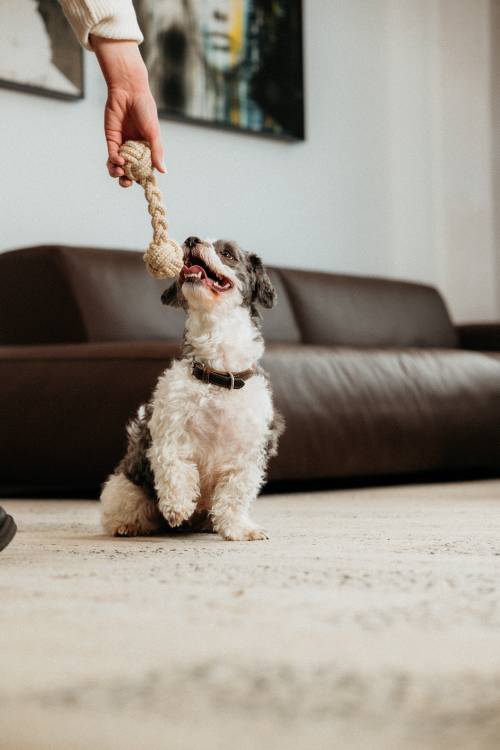 Ein kleiner, flauschiger Hund streckt sich eifrig nach einem Seilspielzeug, das eine Person in einem Wohnzimmer mit einem braunen Sofa im Hintergrund hält.