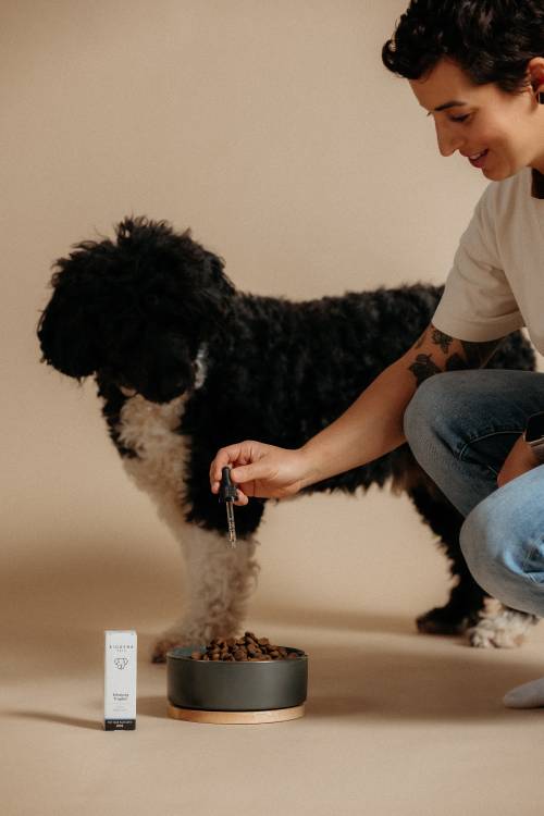 Eine Person gibt Tropfen aus einer Flasche in den Futternapf eines Hundes, während der schwarz-weiße Hund aufmerksam zusieht.