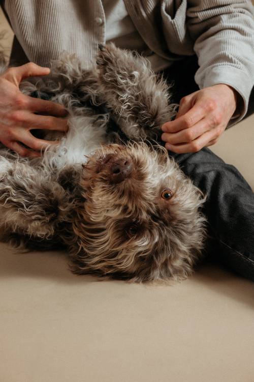 Ein flauschiger Hund mit lockigem Fell liegt auf dem Rücken und genießt die Bauchstreicheleinheiten einer Person, die ein graues Hemd und eine dunkle Hose trägt.