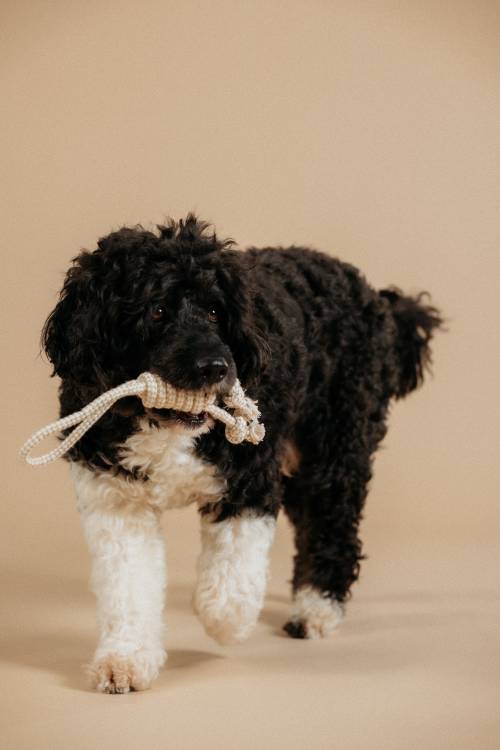 Flauschiger schwarz-weißer Hund, der ein Seilspielzeug im Maul hält und auf einem beigen Hintergrund steht.