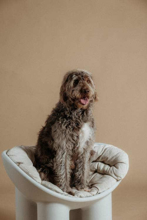Ein flauschiger, braun-weißer Hund sitzt auf einem gepolsterten Stuhl vor einem beigefarbenen Hintergrund und sieht zufrieden aus, mit heraushängender Zunge.