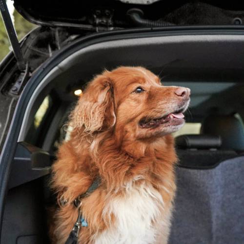 Brauner und weißer Hund sitzt im offenen Kofferraum eines Autos und schaut mit leicht geöffnetem Maul zur Seite.