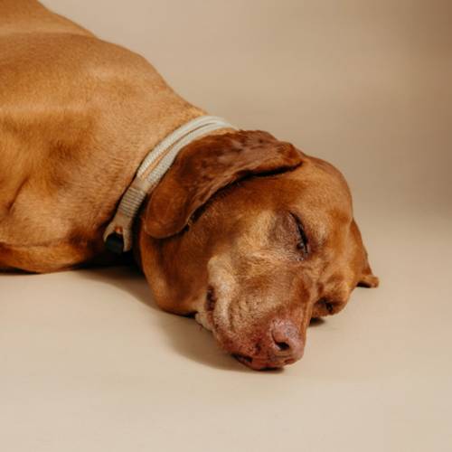 Brauner Hund mit einem hellen Halsband, der friedlich auf einer beigen Fläche schläft.