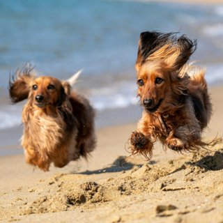 Zwei langhaarige Dackel rennen fröhlich mit flatternden Ohren an einem Sandstrand entlang, im Hintergrund ist das Meer zu sehen.