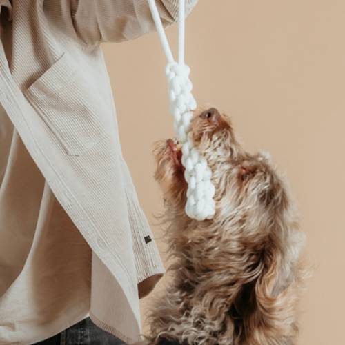 Ein zotteliger Hund schaut erwartungsvoll zu einer Person auf, die vor einem beigen Hintergrund ein weißes Seilspielzeug in der Hand hält.