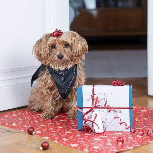 Kleiner brauner Hund im Yorkshire-Stil mit roter Schleife und schwarzem Halstuch, der neben einem eingepackten blauen Geschenk auf einer roten festlichen Matte sitzt.