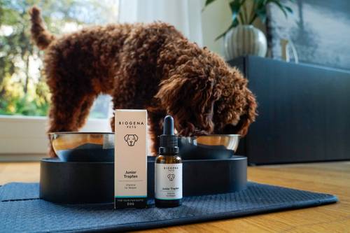 Ein Hund mit lockigem Fell frisst aus einem Napf auf einem Ständer. Im Vordergrund stehen eine Flasche und eine Schachtel mit Biogena-Nahrungsergänzungsmitteln für Haustiere auf einer Matte.