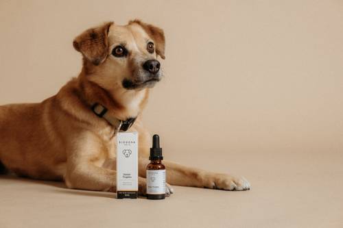 Ein brauner, älterer Hund liegt neben einer Tropfflasche und einer Schachtel mit der Aufschrift "Senior Tropfen" vor einem beigen Hintergrund.