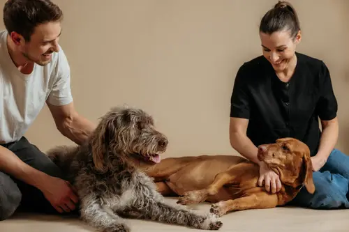Ein Mann und eine Frau sitzen auf dem Boden und streicheln jeweils einen Hund; der eine ist flauschig und grau, der andere kurzhaarig und braun.