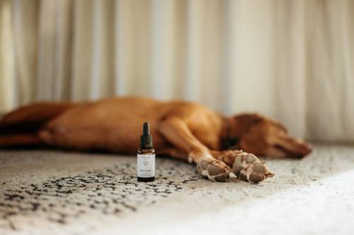 Ein brauner Hund liegt auf der Seite und schläft auf einem Teppichboden. Im Vordergrund steht eine kleine Flasche mit den Bauch Tropfen.