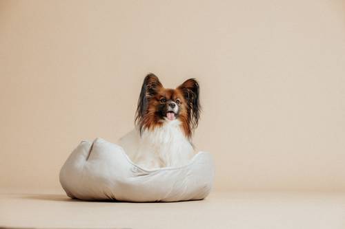 Ein kleiner Hund mit langen Ohren und schönem Fell sitzt in einem weichen, hellen Haustierbett vor einem neutralen Hintergrund und schaut mit heraushängender Zunge nach vorne.