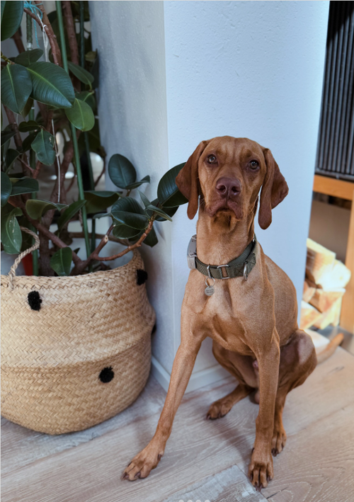 Brauner Hund sitzt auf einem Holzboden neben einer großen Topfpflanze in einem geflochtenen Korb, in einem Innenraum.