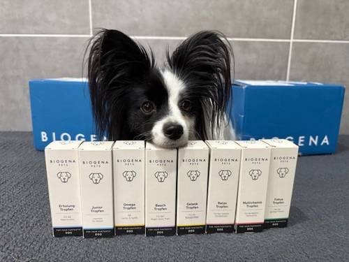 Kleiner schwarz-weißer Papillon mit großen Ohren, der über eine Reihe von BIOGENA-Futterergänzungsmittelboxen auf einer grauen Oberfläche hervorschaut.