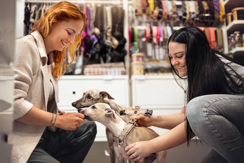 Zwei Frauen lächeln und legen zwei Hunden in einer Tierhandlung Halsbänder an, umgeben von verschiedenen Tieraccessoires in Regalen.