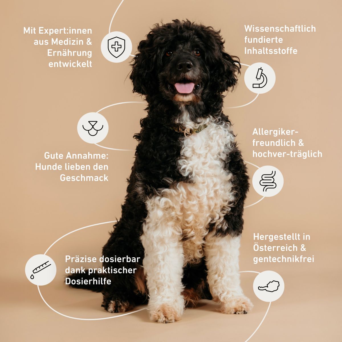 schwarzer und weisser Hund sitzend, beigefarbener Hintergrund, Textblöcke, Icons, Linien