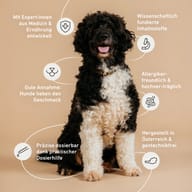 schwarzer und weisser Hund sitzend, beigefarbener Hintergrund, Textblöcke, Icons, Linien
