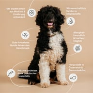 Fröhlicher schwarz-weißer Hund vor beigem Hintergrund. Text hebt hervor: wissenschaftlich fundierte Inhaltsstoffe, gute Akzeptanz, präzise Dosierung, allergikerfreundlich, mit Expert:innen entwickelt & in Österreich ohne