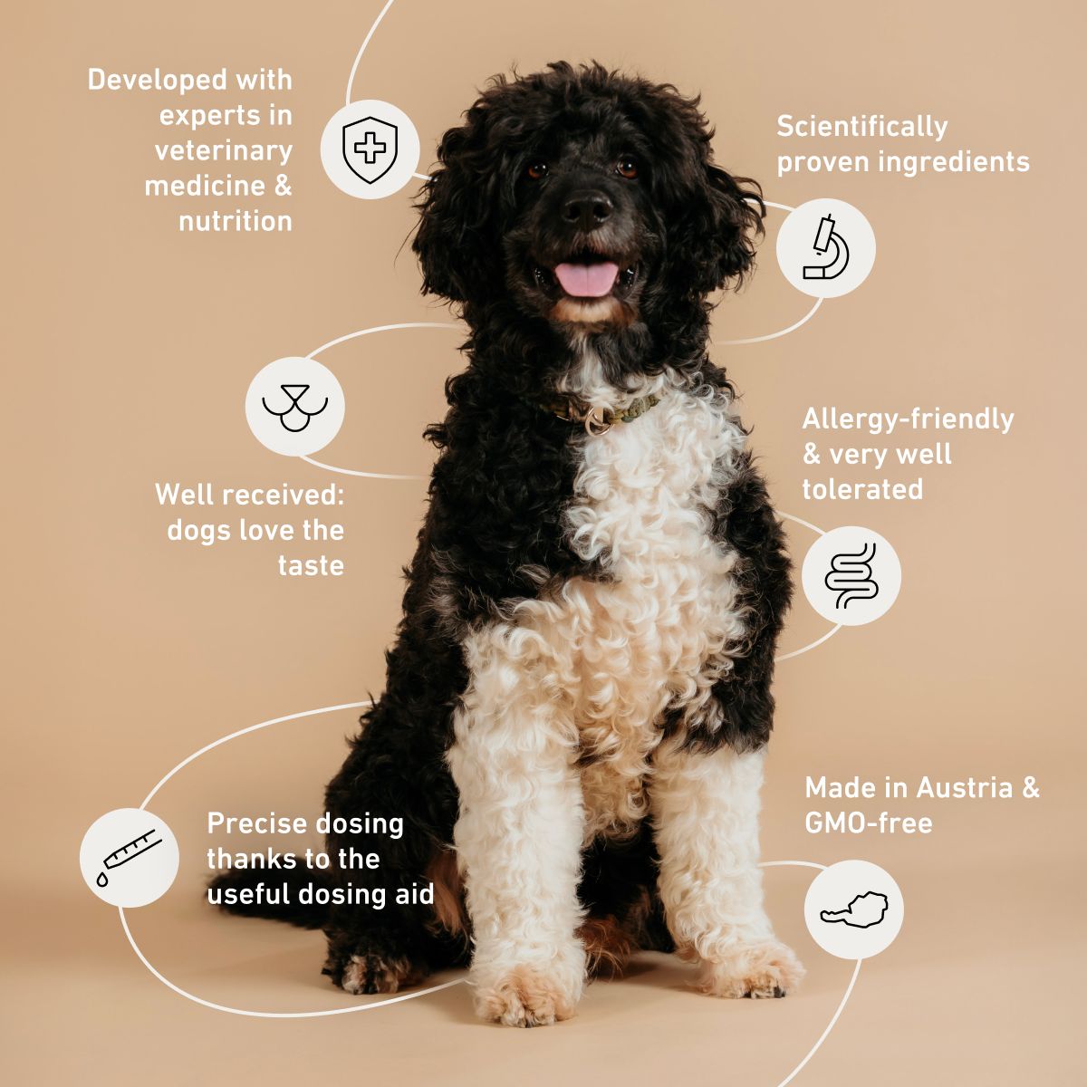 black and white dog sitting, beige background, text blocks, icons, connecting lines