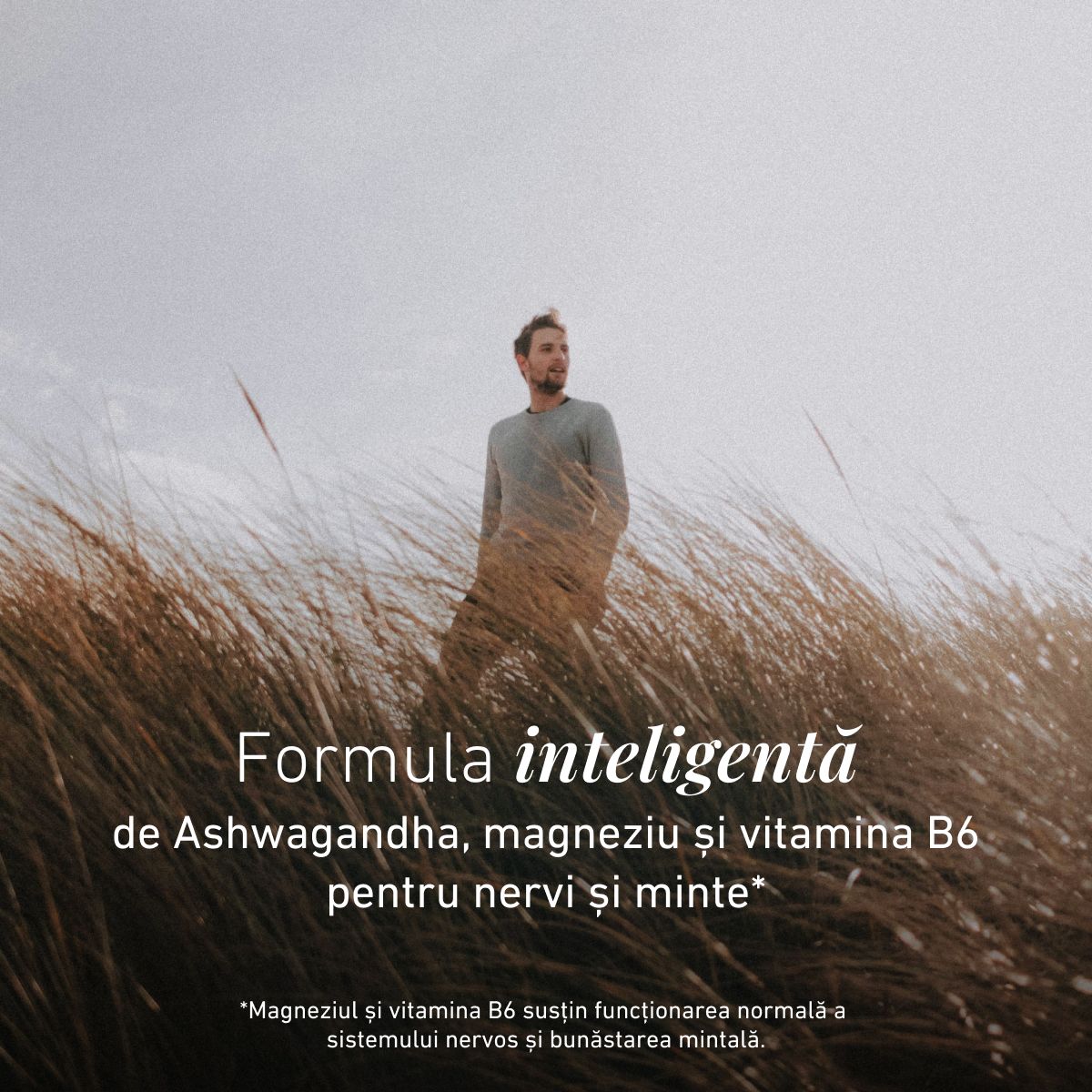Ashwagandha Formula