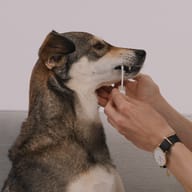Hund erhält mit einem Wattestäbchen eine Speichelprobe für den BIOGENA Pets Dog Check DNA-Gesundheitstest zur Analyse genetischer Gesundheitsmerkmale.